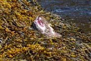 Otter - Hebrides Wildlife
