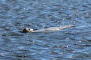 Otter - Hebrides Wildlife
