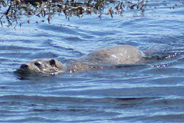 Otter  Swimming - Isle of Harris 
