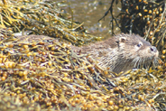 Otters  at Flodabay May 2010 - Isle of Harris 