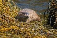 Otters - Hebrides Wildlife Photographs