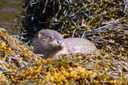 Otter - Isle of Harris - Western Isles