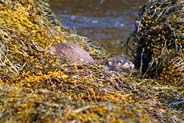 Otters- Western Isles  Wildlife Sightings