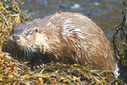 Otter  at Flodabay May 2010 - Isle of Harris 