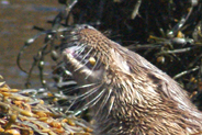 An otter eating a crab at Flodabay May 2010 - Isle of Harris 