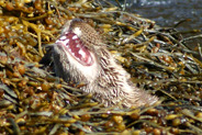 An otter open mouthed  at Flodabay May 2010 - Isle of Harris 