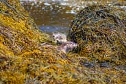 Otters - Western Isles