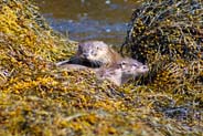 Photo of Two Otters - Isle of Harris Wildlife Sightings