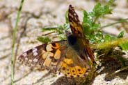 Painted Lady Butterfly - Western Isles