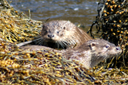 A pair of otters  at Flodabay May 2010 - Isle of Harris 