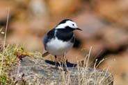 Bird Sighting - Pied Wagtail -  Isle of Harris