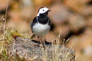 Pied Wagtail - Bird Photos Western Isles