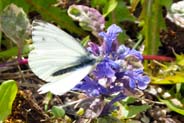 Green Veined White Butterfly- Isle of Lewis  - Western Isles