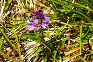 Pink Heath Milkwort - Hebrides Flowers
