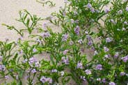 Sea Rocket - Western Isles Flora