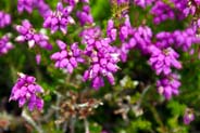 Bell Heather - Pink Hebrides Flowers