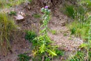 Spear Thistles - Pink Hebrides Flowers