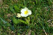 Primrose -   Hebridean Wildflowers - Western Isles Flora