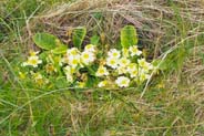 Primroses -  Hebrides Flowers