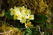 Primroses - Cream - Yellow Hebrides Flowers