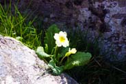 Primroses - Western Isles Flora