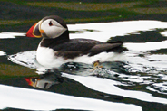 Puffin at the Shiants - Western Isles  - June