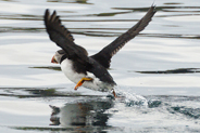 Puffin at the Shiants - Western Isles 