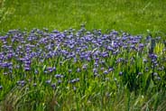 Irises - Purple  Hebrides Flowers
