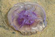 Photo of Jellyfish on Tolsta Beach Western Isles