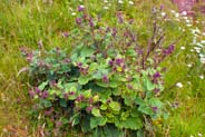 Lesser Burdock - Hebridian Flowers