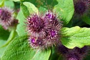 Lesser Burdock - Purple Hebridean Wildflowers - Western Isles Flora
