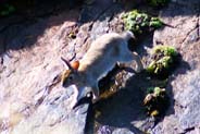 Rabbits - Western Isles