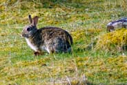 Rabbits - Isle of Harris -  Wildlife Sightings  - Western Isles