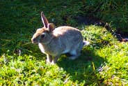 Rabbits - Western Isles  Wildlife Sightings
