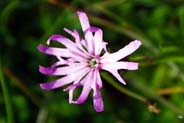 Ragged Robin -  Hebrides Flowers