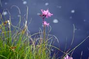 Ragged Robin Western Isles