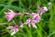 Ragged Robin-  Pink Hebridean Wildflowers - Western Isles Flora