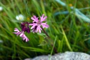 Ragged Robin - Western Isles Flora