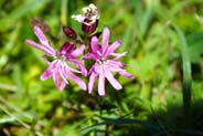 Ragged Robin -  Pink Hebridean Wildflowers - Western Isles Flora