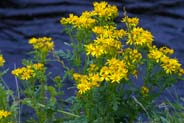 Ragwort - Western Isles Flora