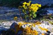 Ragwort Western Isles