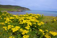 Yellow Wildflowers - Ragwort - Hebrides Flowers