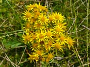 Ragwort - Hebrides Yellow Flowers