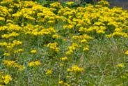 Ragwort -  Hebrides Flowers
