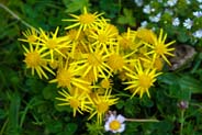 Common Ragwort - Yellow Hebridean Wildflowers - Western Isles Flora