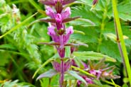 Red Bartsia - Wildflowers - Western Isles