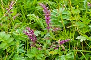 Red Bartsia - Hebrides