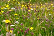 Red Clover -  Pink and Red Hebridean Wildflowers - Western Isles Flora