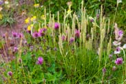 Red Clover -  Hebrides Flowers