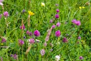 Red Clover -  Pink and Red Hebridean Wildflowers - Western Isles Flora
